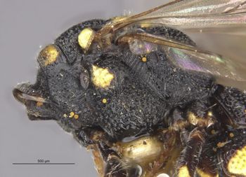 Media type: image;   Entomology 23544 Aspect: thorax lateral